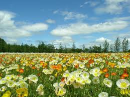 spring